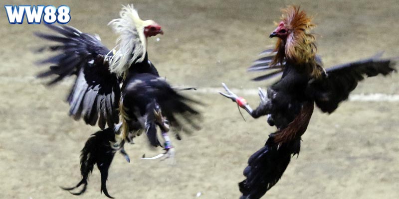 Các bước đặt cược đá gà siêu tốc