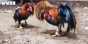 Các Giống Gà Chọi