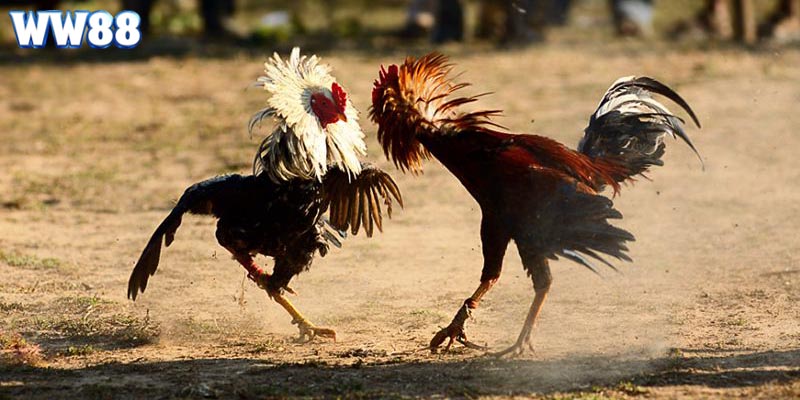 Các hình thức đặt cược đá gà trực tiếp 2025