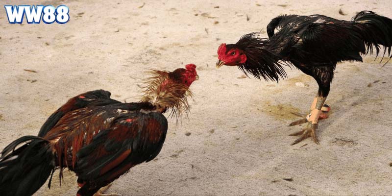 Điểm nổi bật trong các hiệp thi đấu