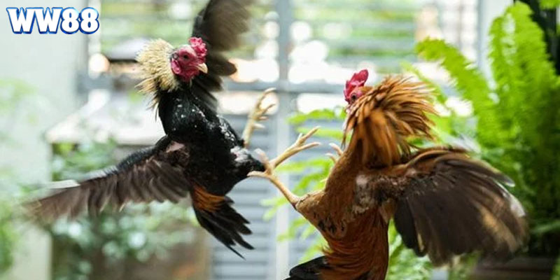 Hệ thống camera chất lượng cao giúp theo dõi từng chuyển động trong trận đấu.